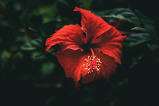 hibiscus sabdariffa flower