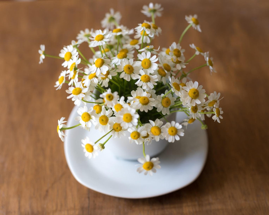 Cup with chamomile flowers coming out of it