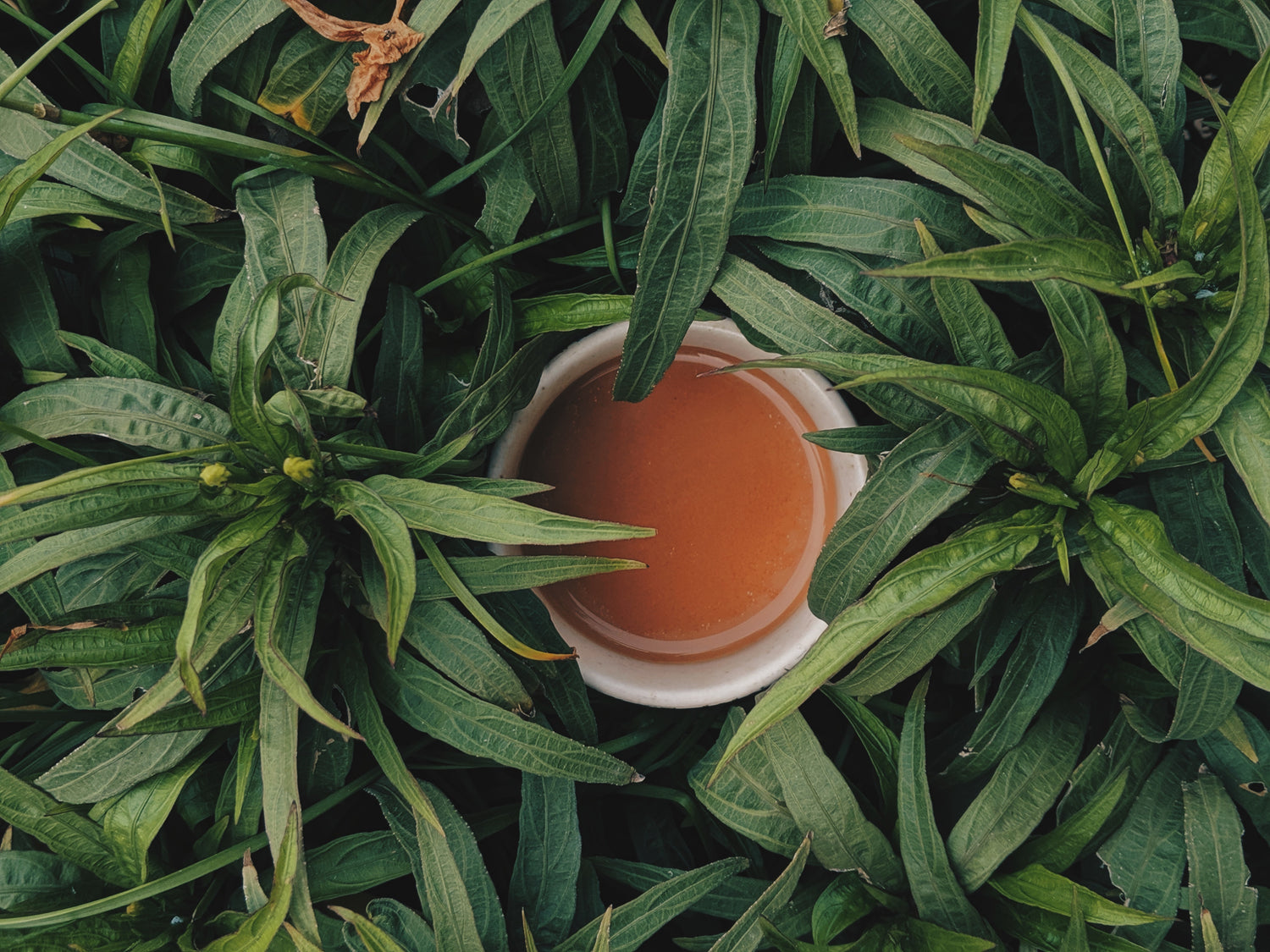 Cup of brewed tea surrounded by green plants, overhead view
