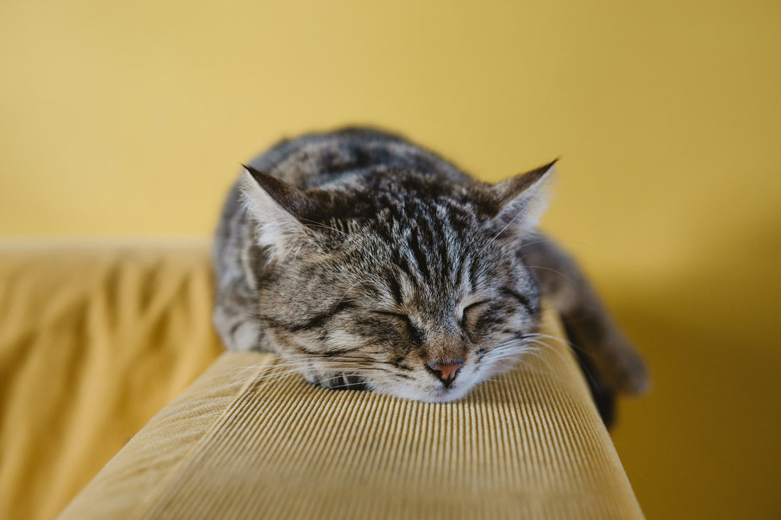 Cat enjoying restful sleep