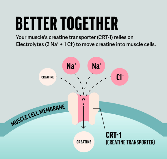 Diagram showing how the CRT-1 creatine transporter in the muscle cell membrane uses two sodium ions and one chloride ion to move creatine into the muscle cell.